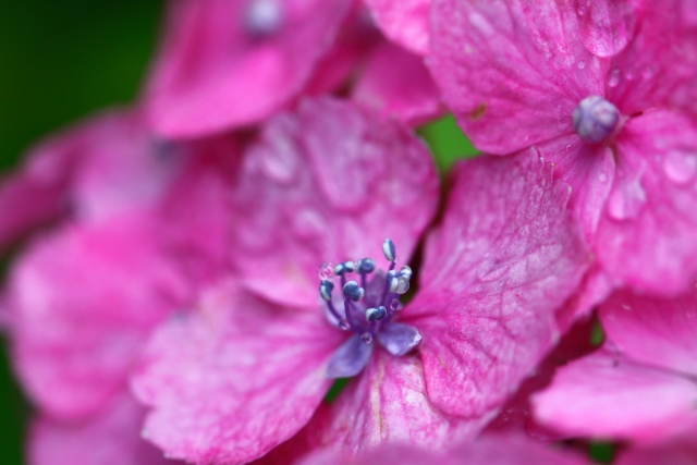 季節の花 紫陽花 あじさい の魅力を再発見