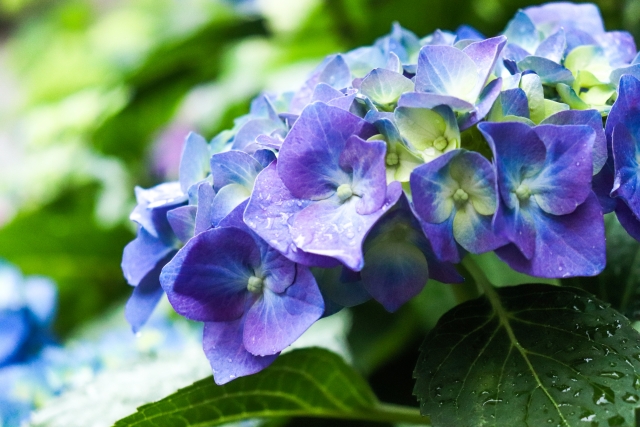 大きい雨垂れ紫陽花２本セット【青紫１本・赤紫１本・青グラデ】